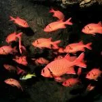 Orange Ocean Fish