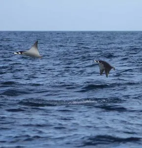 devil-rays-jumping