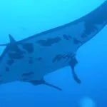 Manta Ray