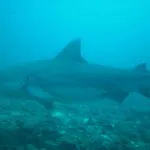 Scary Shark