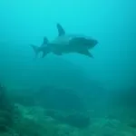 Shark in Costa Rica
