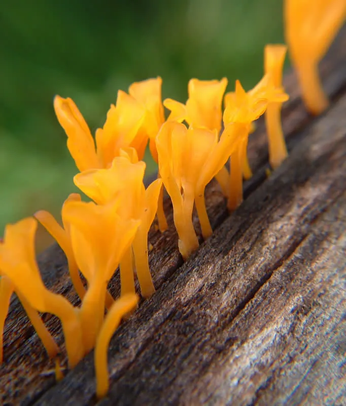 yellow mushroom