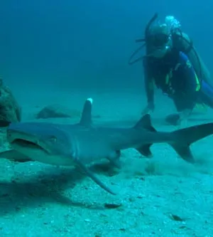 scuba-diving