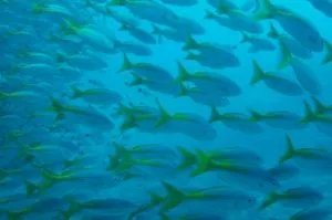 fishes