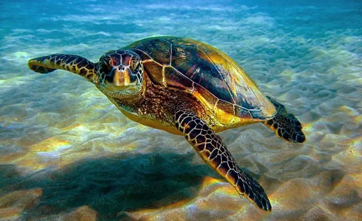 Hawksbill Sea Turtle