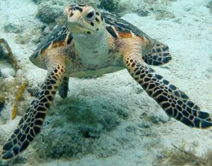 hawksbill-sea-turtle-images