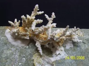 Preserved remains of a juvenile coral showing its attachment to a solid structure.