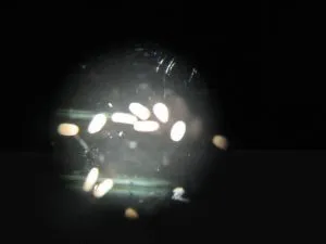Microscopic view of coral larvae.