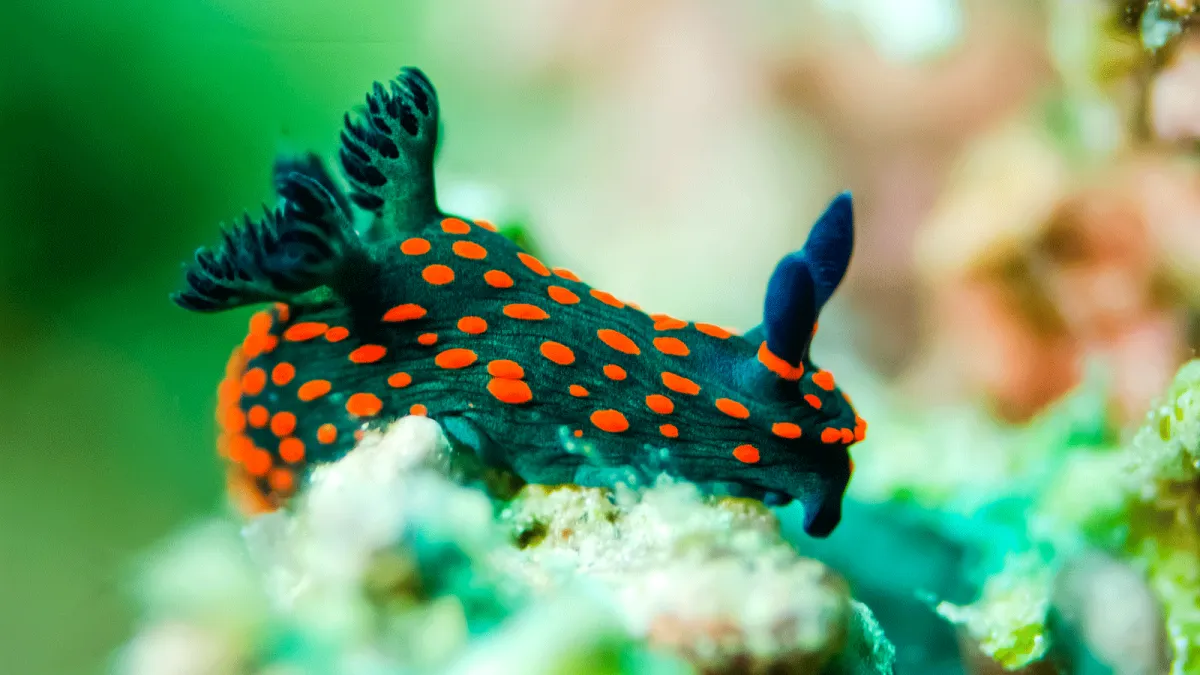 Photo courtesy from National Geographic