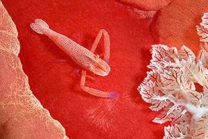 The symbiotic relationship of a Spanish Dancer and an Emperor Shrimp. Photo courtesy from dfiles.