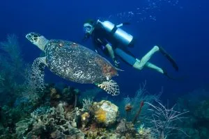 diver_turtle