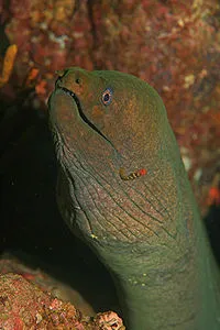 Photo courtesy from Wikipedia