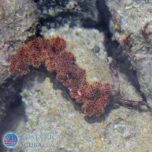 nudibranch-costa-rica