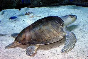 olive-ridley