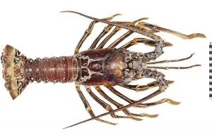 Photo courtesy from Smithsonian Institute of Natural History