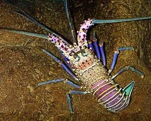 Photo courtesy from www.botany.hawaii.edu