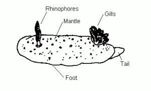 Body Parts of a Nudibranch. Photo courtesy from seaslug.org