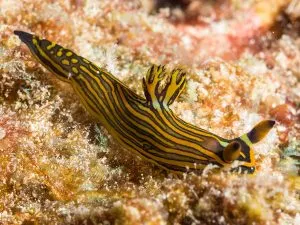 Photo courtesy from nudibranch.org