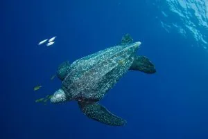 turtle-jpg__1072x720_q85_crop