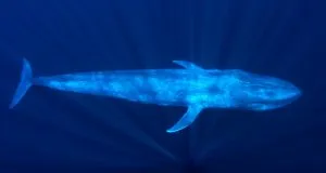 Photo courtesy from sciencenews.org