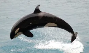 Photo courtesy from Wikiwand