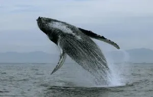 Photo courtesy from Viva Natura