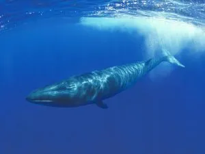 Photo courtesy form WWF