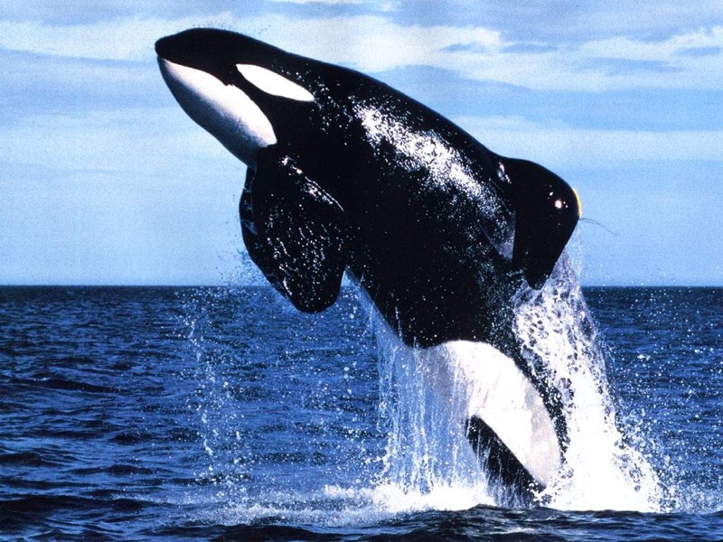 Orca Whales