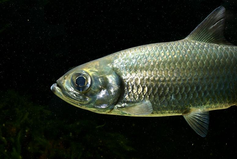 Pacific Tarpon