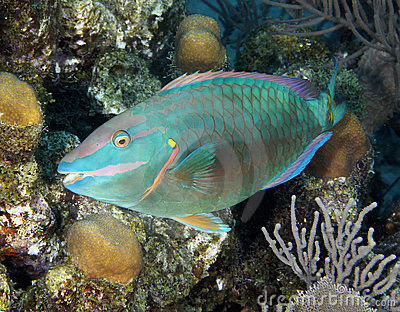 Parrotfish, Costa Rica