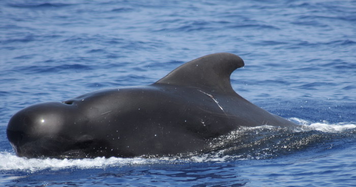 Pilot Whales