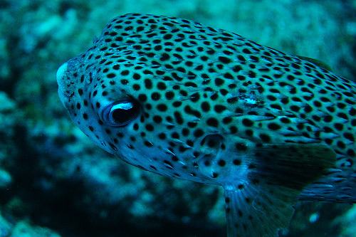 Puffer Fish