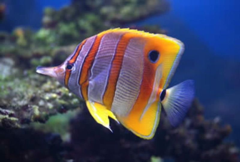 Punta Uva Dive Center