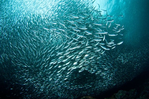 Sardine Schools in Costa Rica