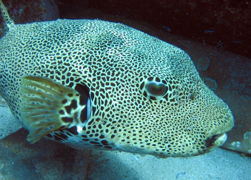 Manuel Antonio Scuba Diving