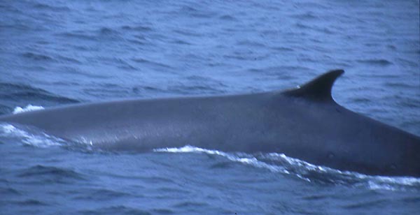 Sei Whales