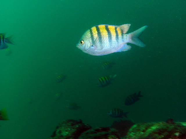 The Sergeant Major Fish