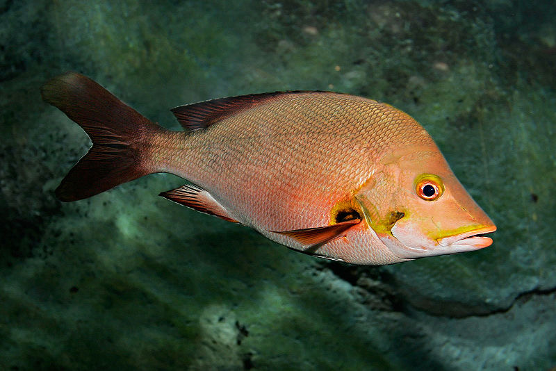Snappers in Costa Rica
