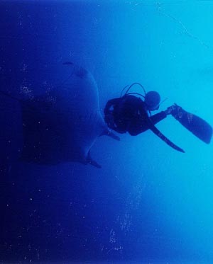 SOS: Mantas in Distress off the Pacific Coast of Costa Rica