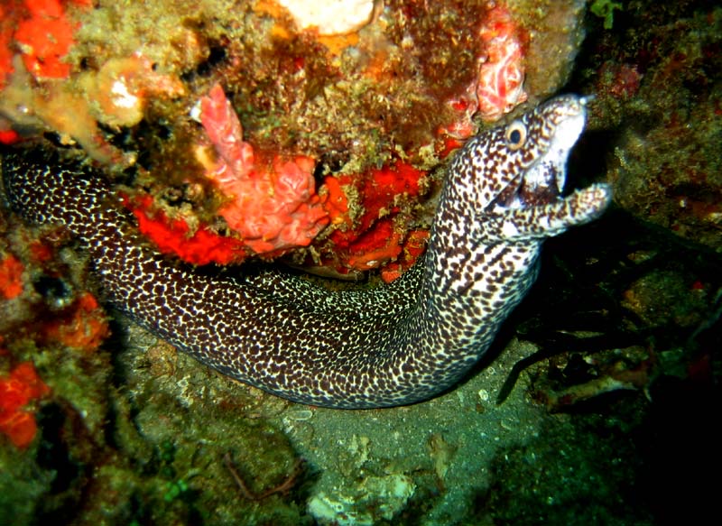 Spotted Moray Eels