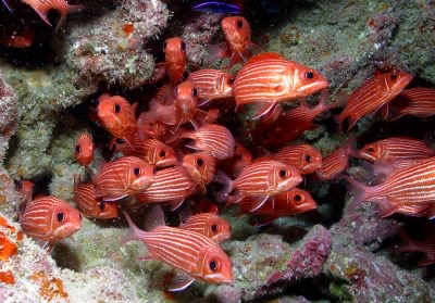 Squirrel Fish