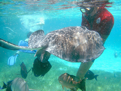 Sting rays are generally unagrgessive but when provoked can 'sting' very painfully