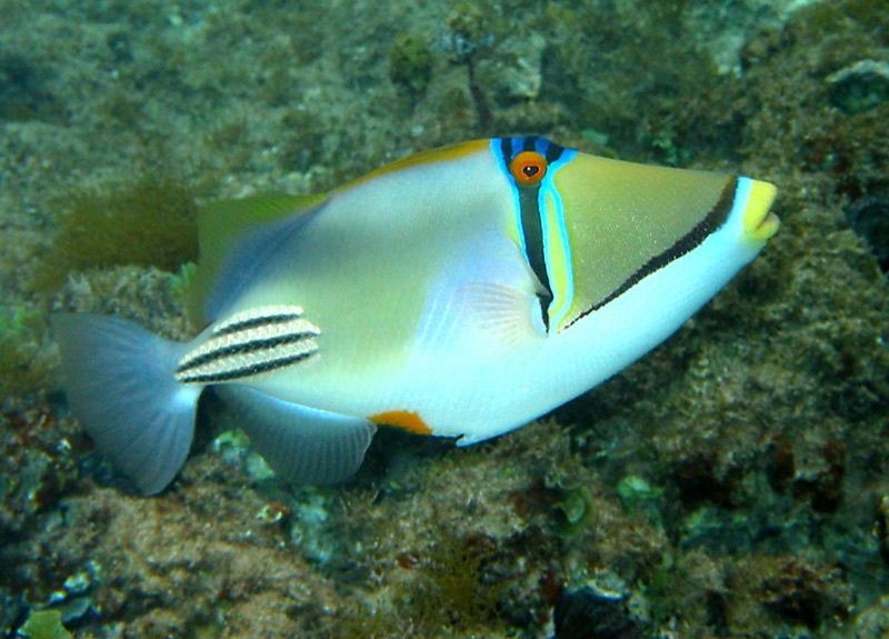 The Ballistic Nature of Costa Rica’s Triggerfish