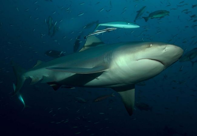 The Bull Shark