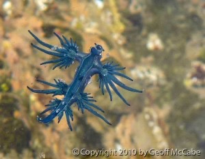 Glaucus Atlanticus - The Blue Dragon Nudibranch