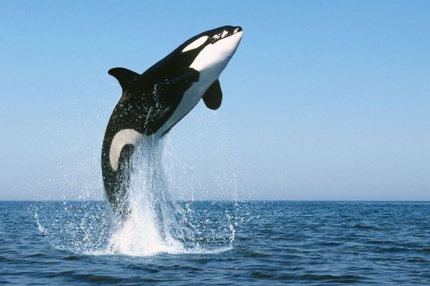 The Great Whales of Costa Rica