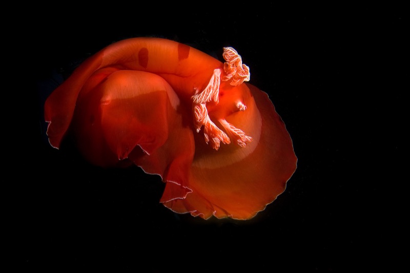 The Spanish Dancer Nudibranch