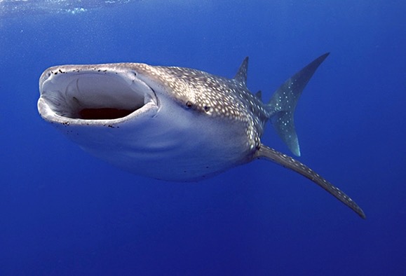 The Whale Shark: Monstrous or Docile?