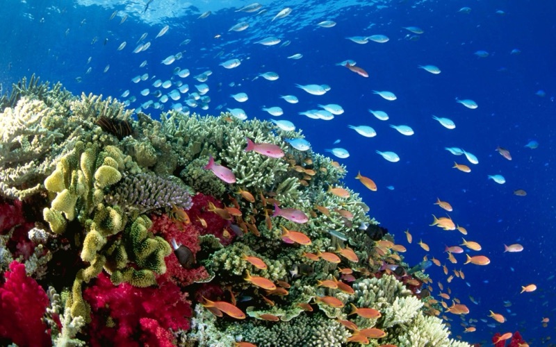 What is a Healthy Coral Reef System?