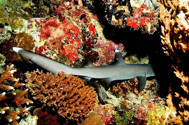 White Tip Sharks